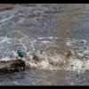 20130413_0096